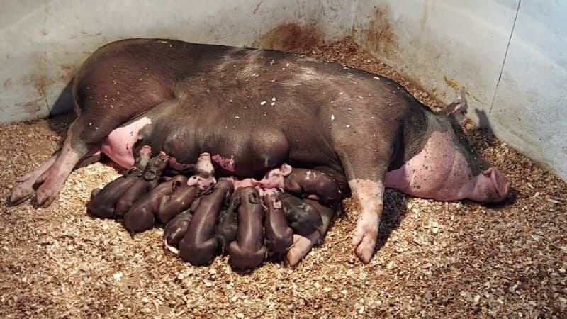 Leilão de diversos Item em Não informado/BR - Lance Inicial R$ 3.100 - Judicial