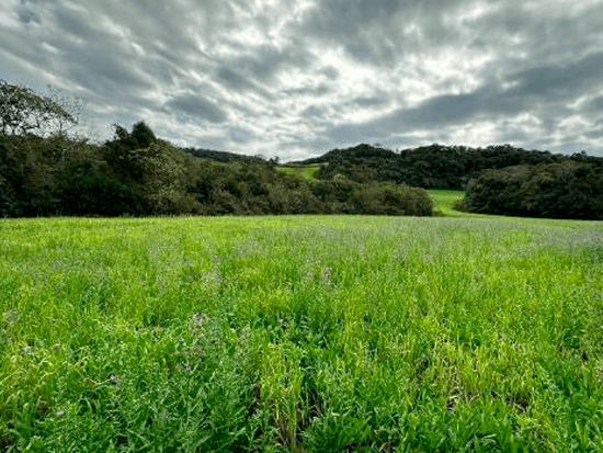 Terreno - São Bernardino - SC - Residencial,Terreno Rural - São Bernardino/SC. Terreno rural com área superficial de 8,1031ha, situado no lugar denominado Fazenda Saudades, Linha Erveira, Área “A” de parte dos lotes 78, 77 e parte do 76 – Gleba B, melhor descrito(a) confrontado(a)e caracterizado(a) em matrícula. INCRA 950.033.263.141-7. Matrícula 14.593 do RI da Comarca de Campo Erê/SC. - Não informado BR - lance mínimo R$ 862.870