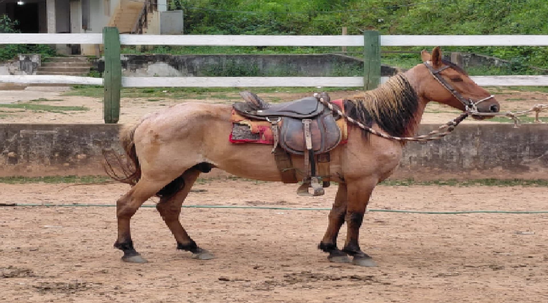 01 equino macho raça Campolina - leilão judicial - Não informado BR - lance mínimo R$ 2.750
